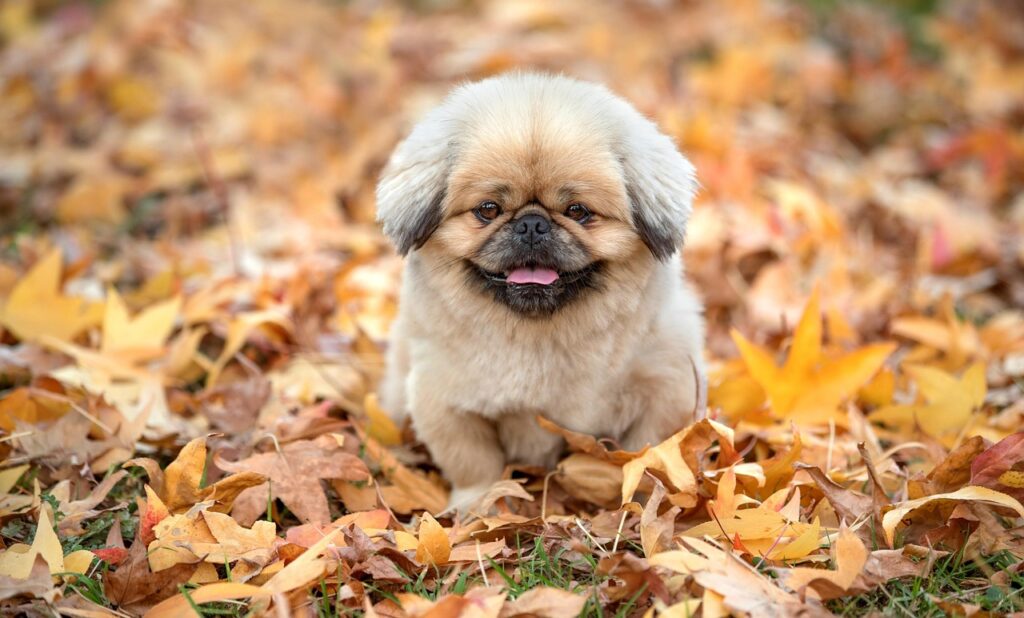 マンジャロの最安価格はどこで見つけられる？