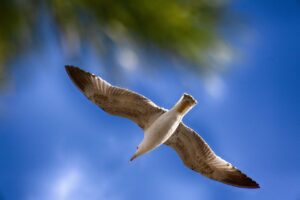 マンジャロの自由診療にかかる費用はどれくらい？