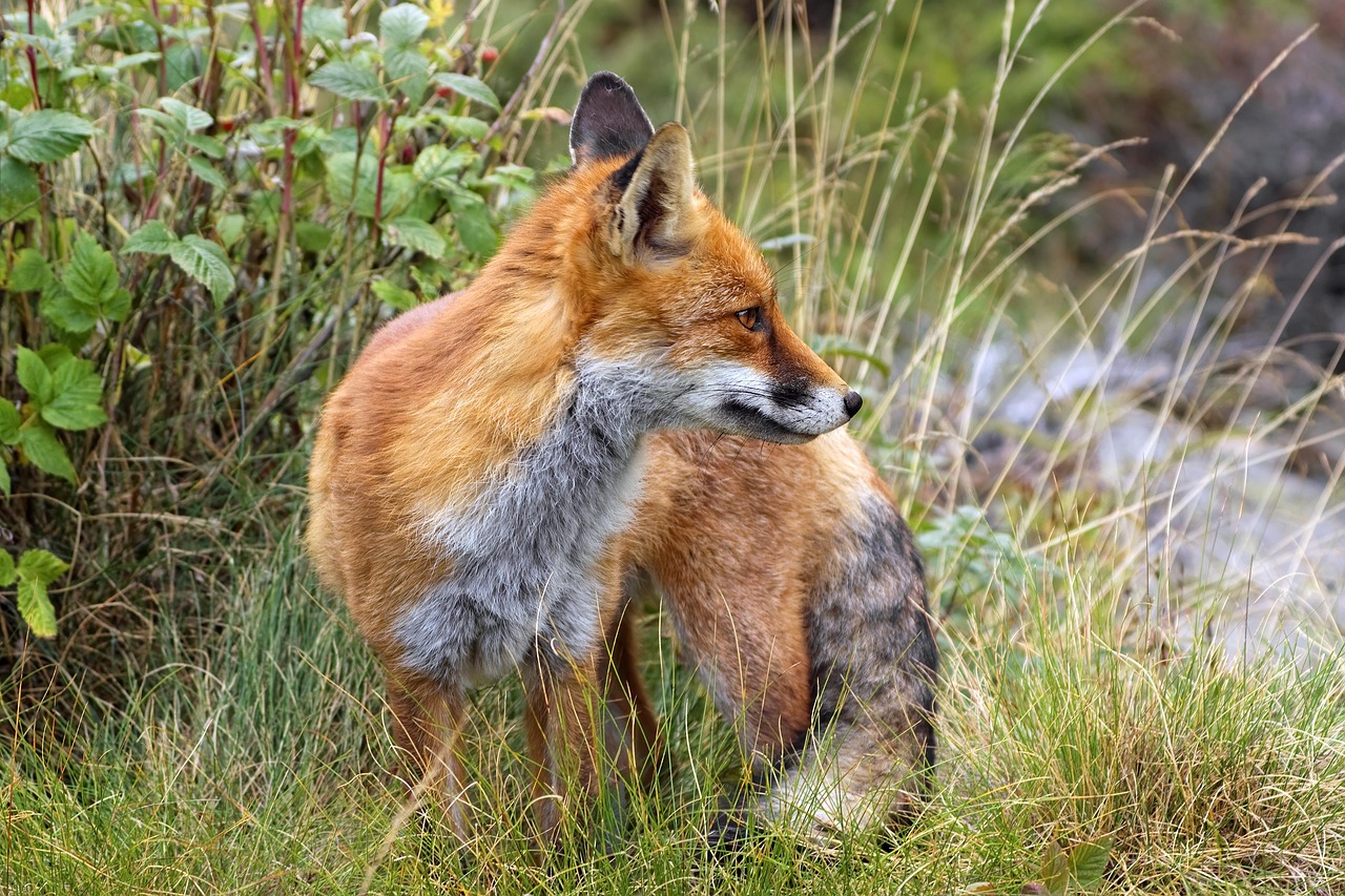 マンジャロをやめたらリバウンドする可能性はどれくらい？