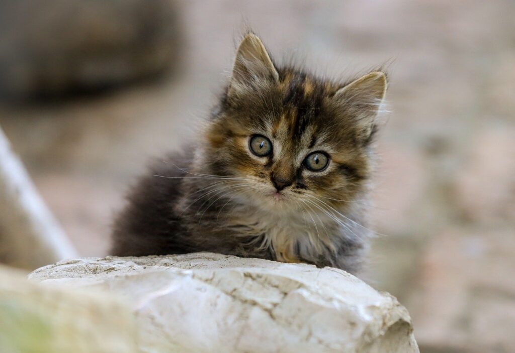 マンジャロの効果は何回目から出たかについての実体験は？