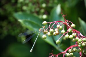 マンジャロ使用前後のビフォーアフターはどのような変化が見られるのか？