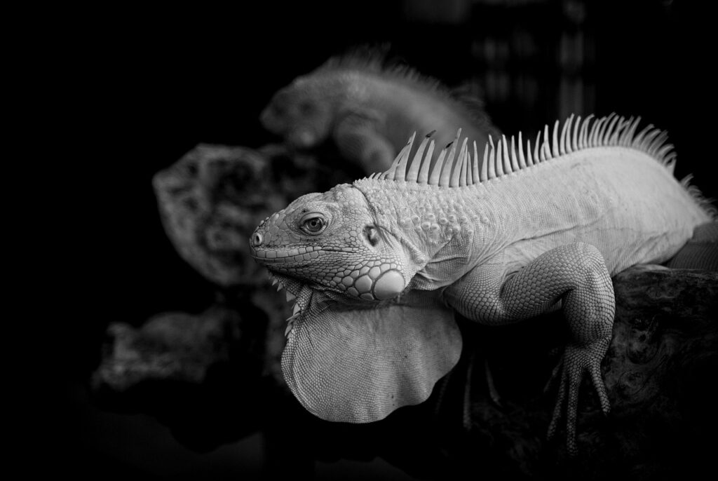 マンジャロで食事量が激減した実体験とは？