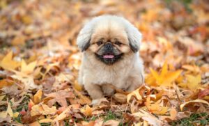 マンジャロの1ヶ月料金と実際の体験談はどのようなものですか？