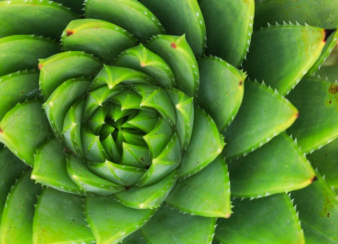 マンジャロのSNSでの口コミは信用できるのか？