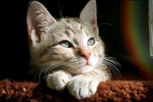 マンジャロの効果が強い理由とは？