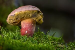 マンジャロが食べられないときのつらさを解消する方法は？